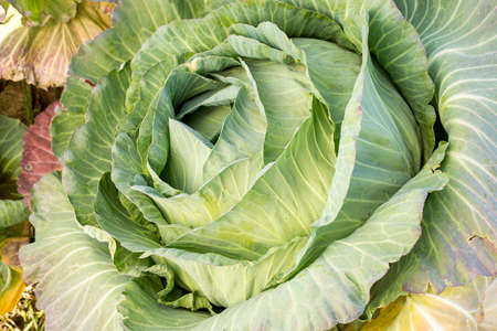 Fresh green cabbage field agriculture. Turkey Izmir
