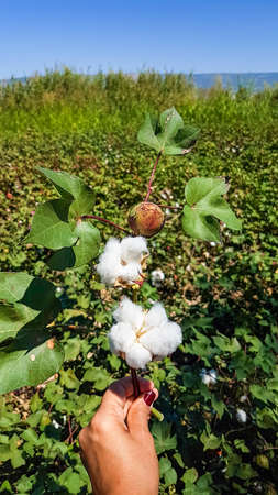 Cotton field agriculture, harvest (Turkey Izmir)の写真素材