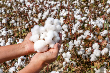 Cotton field agriculture, harvest (Turkey Izmir)の写真素材
