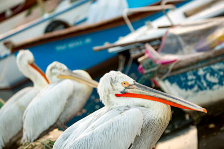 Great white or eastern white pelican, rosy pelican or white pelican is a bird in the pelican family.の写真素材