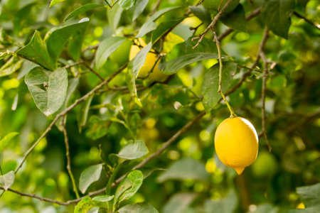 Fresh organic orange fruit tree in garden. Agriculture. Turkey Izmirの写真素材