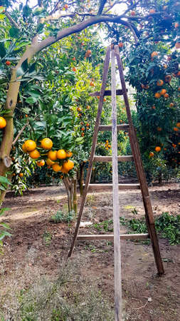 Fresh organic orange fruit tree in garden. Agriculture. Turkey Izmirの写真素材