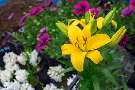 Bouquets of flowers at the Turkey Izmir Flower marketの写真素材