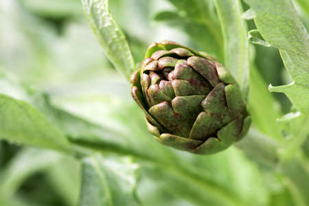 Green fresh organic artichoke field agriculture (Turkey / Izmir / Urla)の写真素材