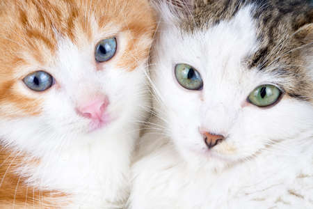Pet animal; cute cat indoor.の写真素材