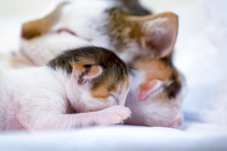 Mother cat and baby catの写真素材
