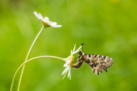 Butterfly on the plant, flower in nature. Wild life.の写真素材