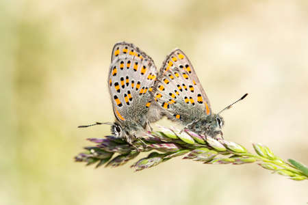 Butterfly on the plant, flower in nature. Wild life.の写真素材