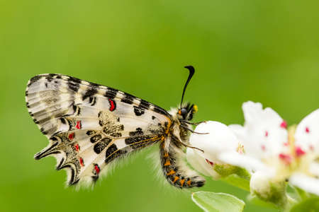 Butterfly on the plant, flower in nature. Wild life.