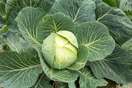 White head cabbages in line grow on field, agricultureの写真素材