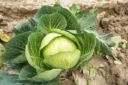 White head cabbages in line grow on field, agriculture