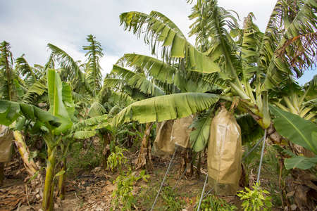 Banana tree with bunch of growing ripe green bananas (Turkey / Alanya)の写真素材