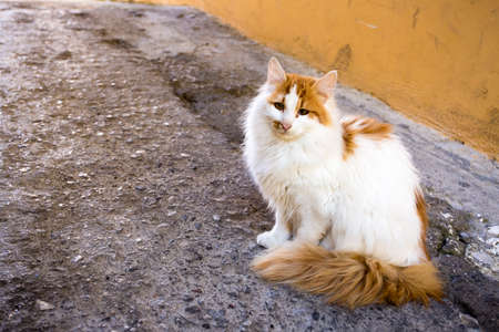Lonely, alone, on the street stray catの写真素材