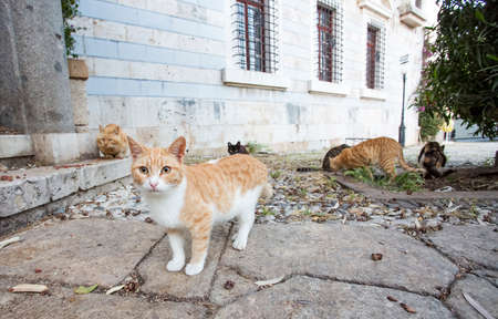 Lonely, alone, on the street stray catの写真素材