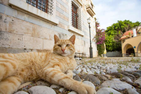 Lonely, alone, on the street stray catの写真素材