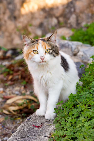 Lonely, alone, on the street stray catの写真素材