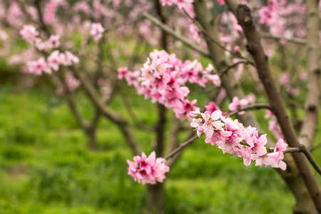 Open peach blossoms in spring. Natural flower.