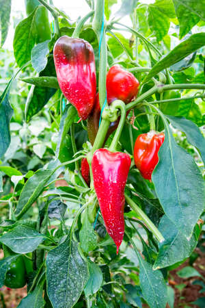Pepper farming has growth of bell pepper plants inside a greenhouse farmer harvesting agricultural