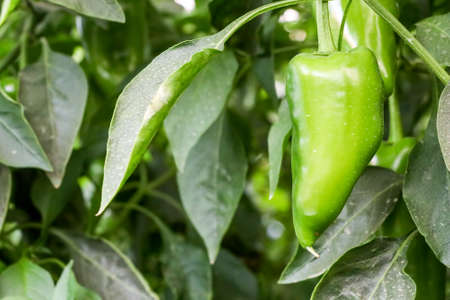 Pepper farming has growth of bell pepper plants inside a greenhouse farmer harvesting agriculturalの写真素材