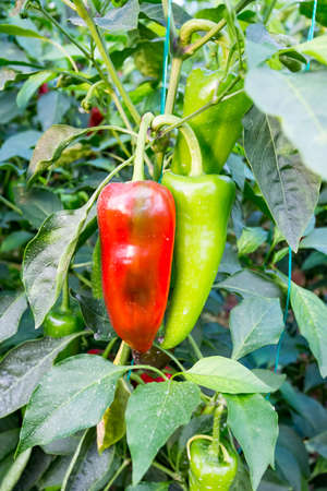 Pepper farming has growth of bell pepper plants inside a greenhouse farmer harvesting agricultural