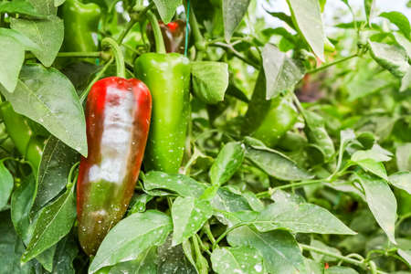 Pepper farming has growth of bell pepper plants inside a greenhouse farmer harvesting agricultural