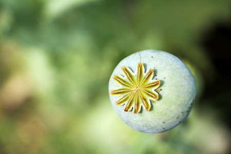 Opium Poppy Field (Turkey / Denizli) agriculture view.の写真素材