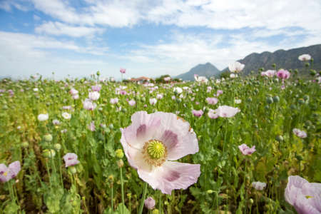 Opium Poppy Field (Turkey / Denizli) agriculture view.の写真素材