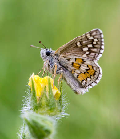 Beatiful butterfly on the flower in nature.の写真素材