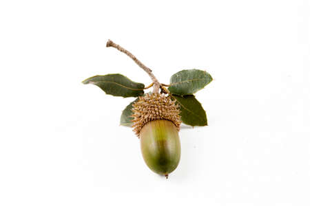 Ripe acorns isolated on a white backgroundの写真素材