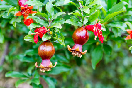 Pomegranate flowers and green leaves in natureの写真素材