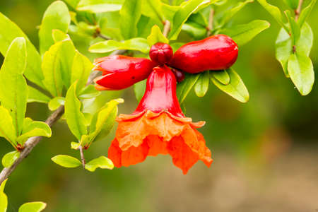Pomegranate flowers and green leaves in natureの写真素材