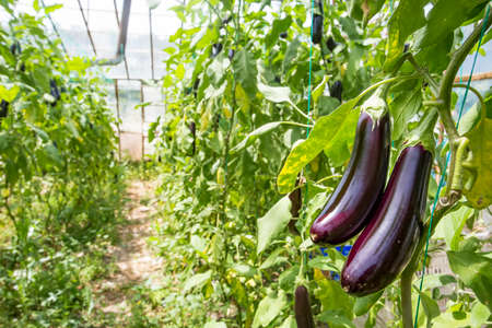 Greenhouse eggplant field agriculture (Turkey / Antalya)の写真素材