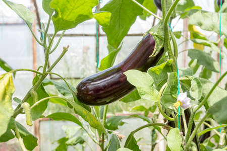 Greenhouse eggplant field agriculture (Turkey / Antalya)の写真素材