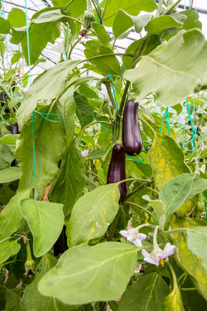 Greenhouse eggplant field agriculture (Turkey / Antalya)の写真素材