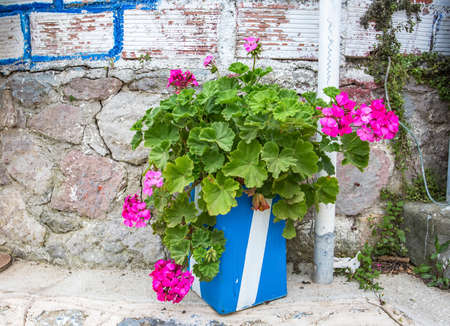 in pots geranium flowers fresh and beautifulの写真素材