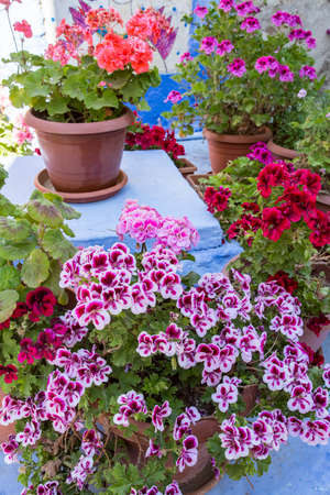 in pots geranium flowers fresh and beautifulの写真素材