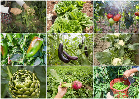 Fresh organic various vegetables and fruits collage