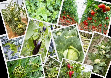 Various fresh organic natural vegetable agriculture collageの写真素材