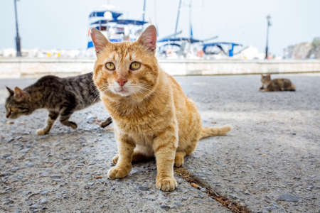 The stray catの写真素材