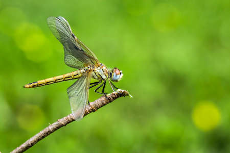 Beautiful nature scene dragonfly. Showing of eyes and wings detail.