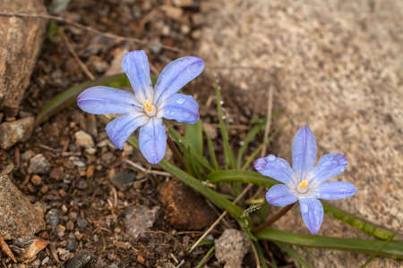 Glory-of-the-snow, chionodoxa forbesii. Wild lifeの写真素材