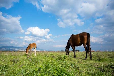 Green meadow landscape, Mother horse and foal