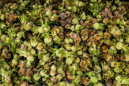 Hazelnuts. Stack of hazelnuts. Food background. Hazelnut backgroundの写真素材