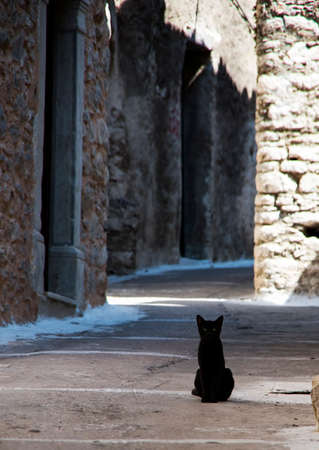 Alone Stray cat, outdoor. Pet animal; stray cat.の写真素材