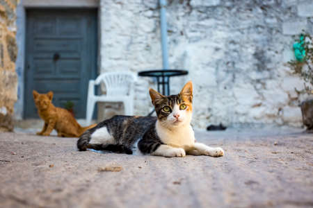 Alone Stray cat, outdoor. Pet animal; stray cat.の写真素材