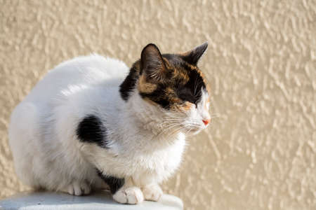 Alone Stray cat, outdoor. Pet animal; stray cat.の写真素材