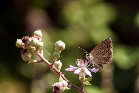Natural life; butterfly in nature. Fauna / flora concept.