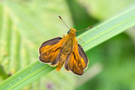 Natural life; butterfly in nature. Fauna / flora concept.の写真素材