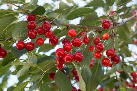 Cluster of ripe cherries on cherry tree