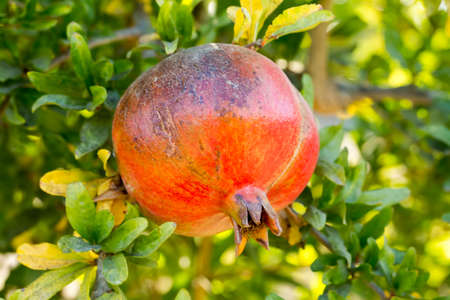Fresh organic fruit; pomegranate tree. Natural agriculture.